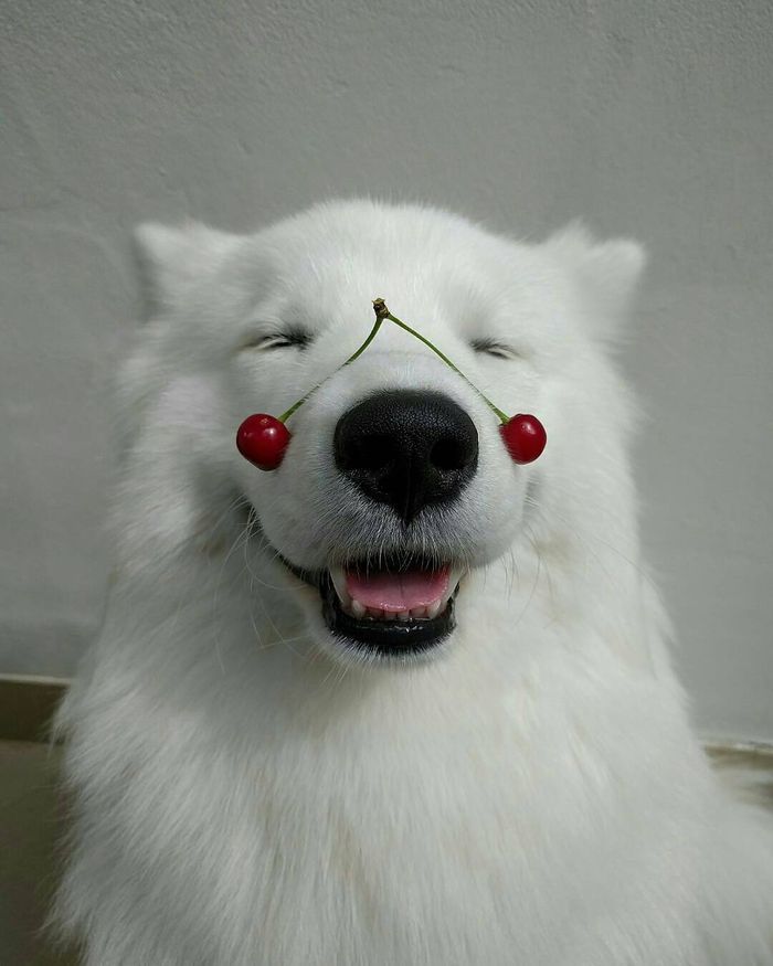 I love these guys without eyebrows - Samoyed, Dog, Friend of human, Dream, Fluffy, Milota, Longpost, Pets