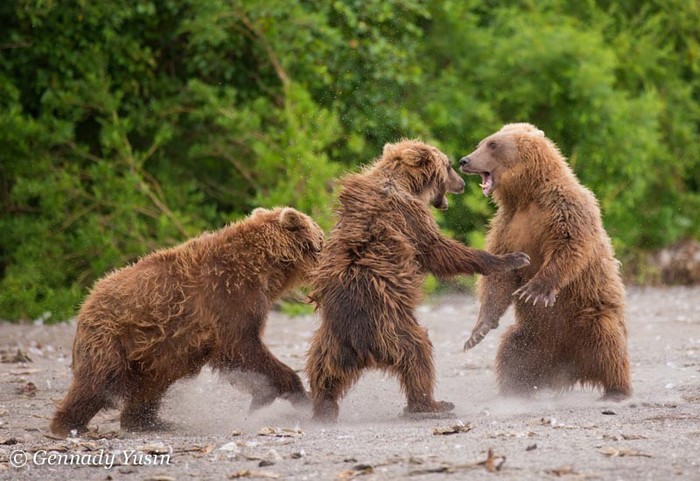 two versus one - The photo, Animals, The Bears, Photographer Gennady Yusin