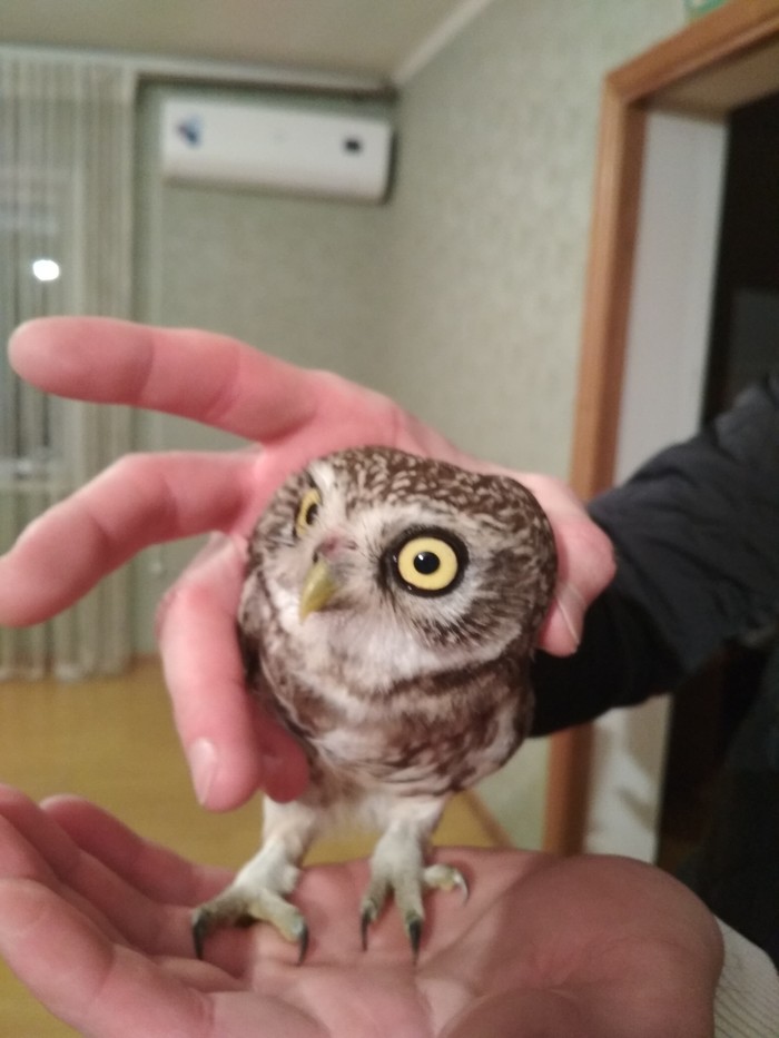 Owl and brother - My, Owl, Brother, Dagestan, Longpost