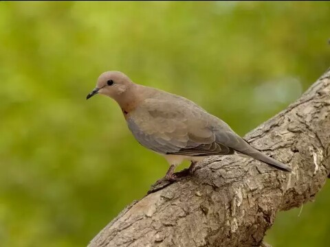 Laughing doves, Egyptian turtledove. - Nature, Turtle dove, , beauty of nature, Animals, Birds, Longpost