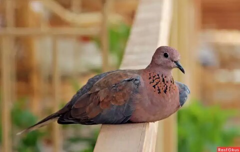 Laughing doves, Egyptian turtledove. - Nature, Turtle dove, , beauty of nature, Animals, Birds, Longpost