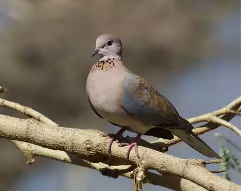 Laughing doves, Egyptian turtledove. - Nature, Turtle dove, , beauty of nature, Animals, Birds, Longpost