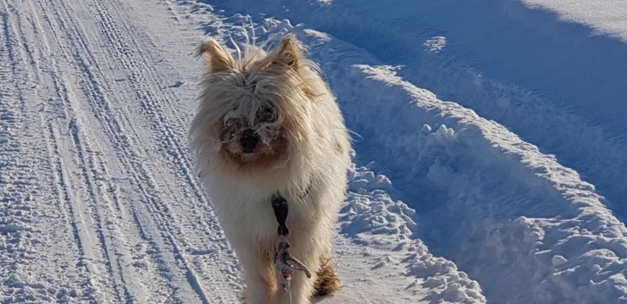 Wampa Cub - Star Wars, My, Dog, Chukotka, Pets