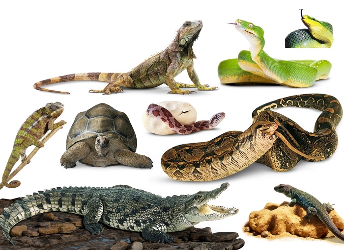 reptiles - Reptiles, Zoology, Story