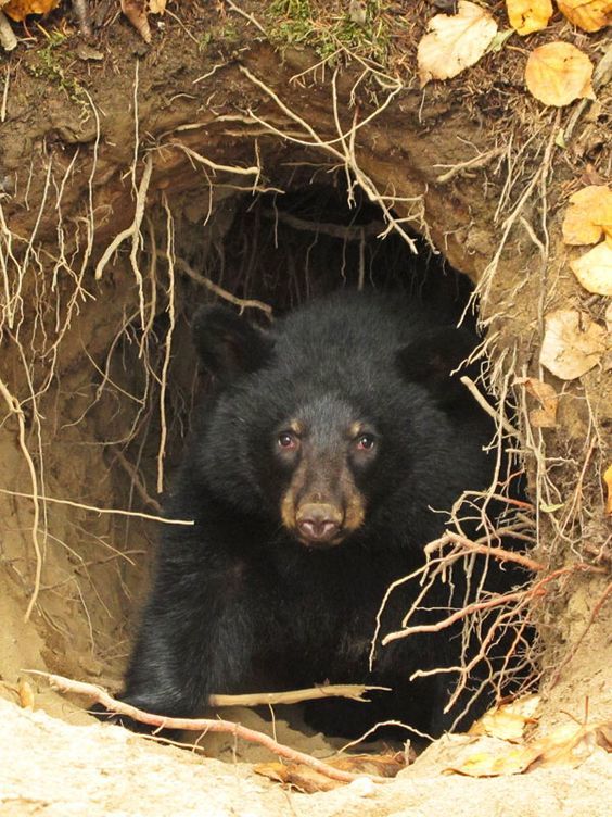 Пятачок, кажется я застрял