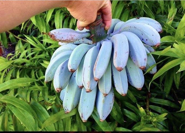 A Blue Java banana variety said to have the same consistency as ice cream and have a vanilla flavor - The photo, , Banana, Ice cream, Vanilla