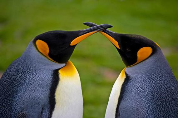 What is the difference between a king rooster (Aptenodytes patagonicus) and a Magellanic penguin (Spheniscus magellanicus)? - Stubbornness, Magellanism, Penguins, Magellanic Penguin, King penguin, Longpost