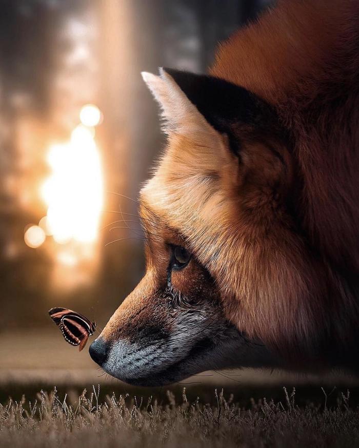 Fox and Butterfly - Fox, Butterfly, Animals, Insects, Beautiful, The photo, Photoshop