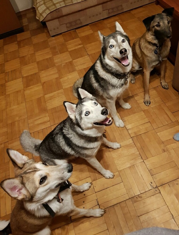 brigade) - My, Friends, Guests, Dog, The photo, Pets, Siberian Husky