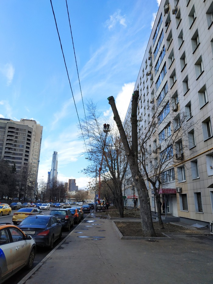 Идеальное дерево по мнению московских властей - Моё, Москва, Сергей Собянин, Благоустройство