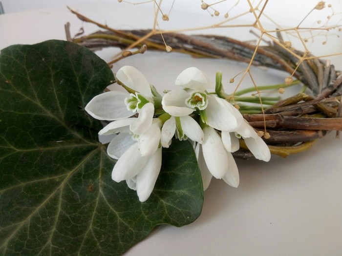 Just a photo. - My, The photo, Flowers, Snowdrops, Pansies, Proleski, Dried flowers, Longpost, Snowdrops flowers