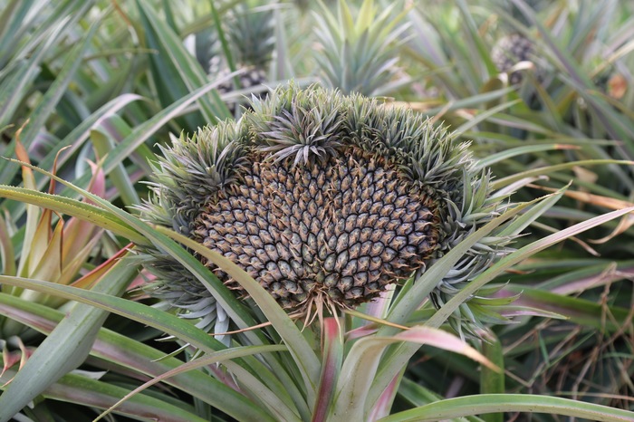 When you are not a pineapple, but an pineapple. - A pineapple, Fused together, Plants