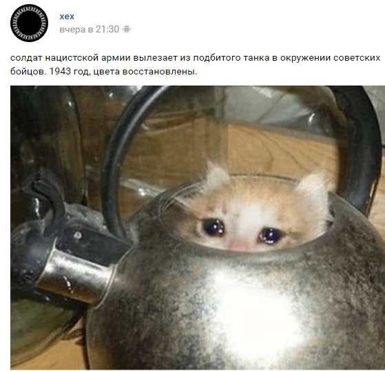 Caput - cat, Kettle, Memes