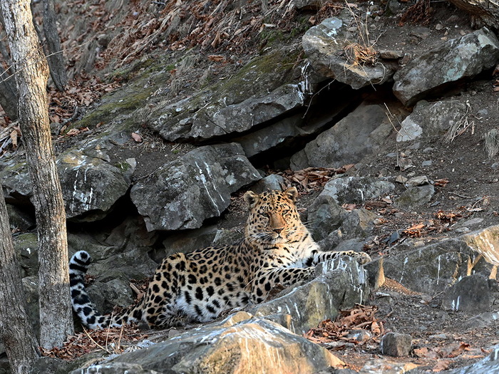 Far Eastern leopard. There are only a hundred of them left in nature. - Far Eastern leopard, Land of the Leopard, The national geographic, Leopard, Longpost
