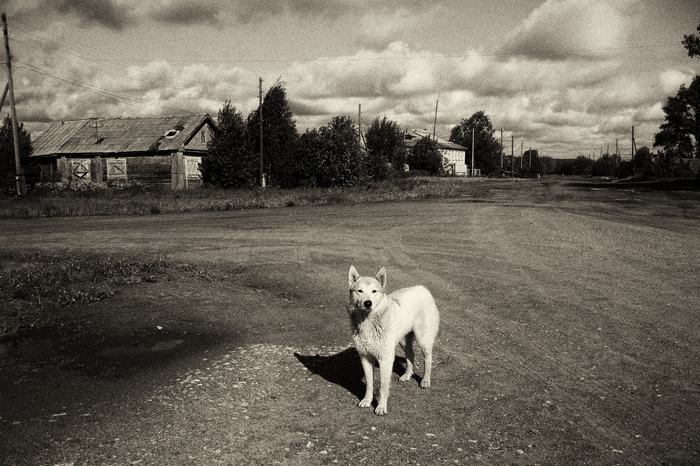 Lonely white dog in the Russian outback - My, The photo, Nature, Landscape, Animals, Dog, Village