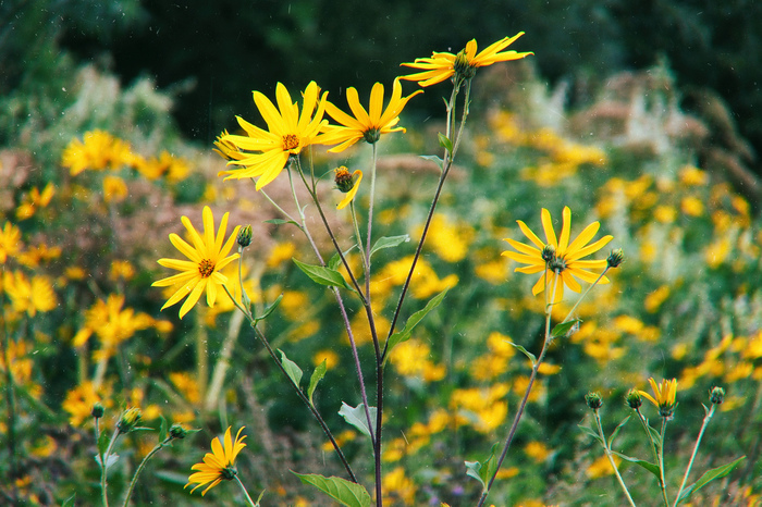 Flowers - My, The photo, Nature, Flowers