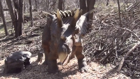 Космоцератопс – самый рогатый динозавр мелового периода Космоцератопс, Динозавры, Длиннопост, Гифка, Пчала