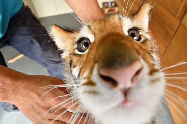 Curious nose =) - Tiger, Nose, Longpost, Animals, Young, Milota, Fishye