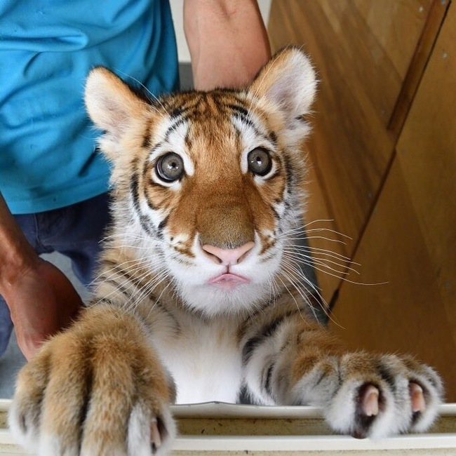 Curious nose =) - Tiger, Nose, Longpost, Animals, Young, Milota, Fishye