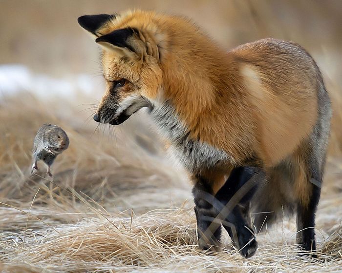 Well, now I'm evil! - Fox, Mouse, The photo, Animals