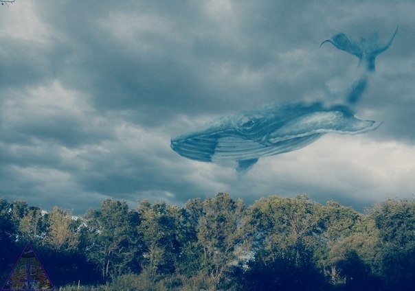 - Blue whale ... The expectation is justified ... ( story ) - My, Story, , Longpost