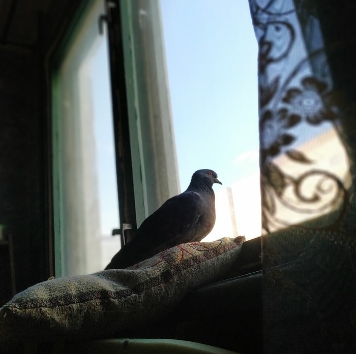 Dove in the morning - My, Pigeon, Pets, Friend, Portrait, Longpost