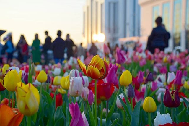 Bread city in spring - Tashkent, Spring, The photo, Flowers, Town, Longpost