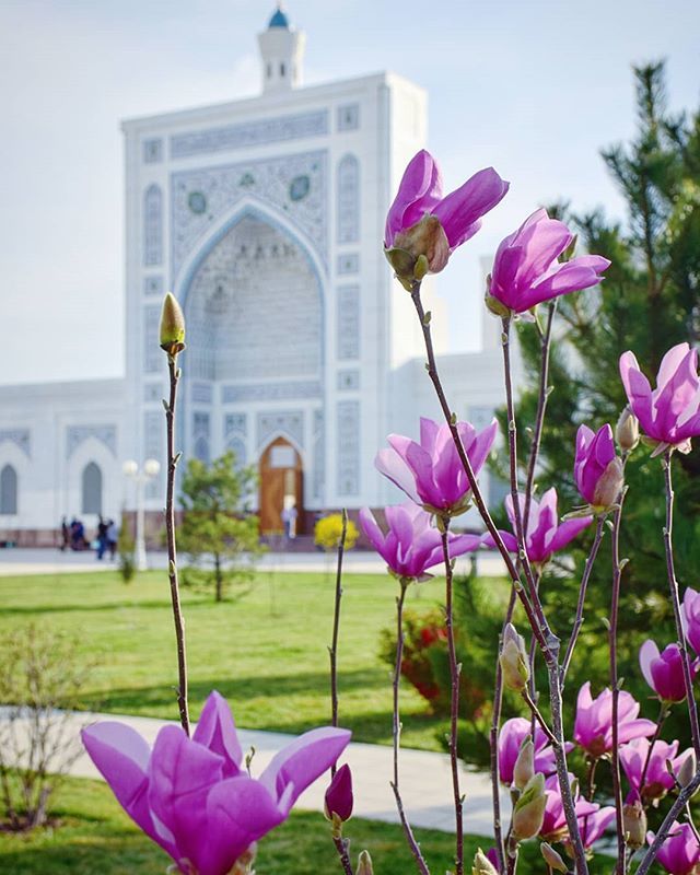 Bread city in spring - Tashkent, Spring, The photo, Flowers, Town, Longpost