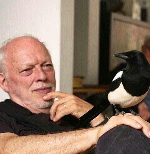 David Gilmour and Magpie - Pink floyd, , Magpie, Longpost, David Gilmour