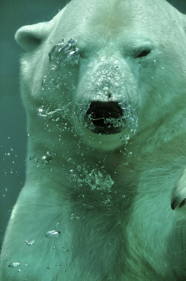 Bubble Bubbles.... - The photo, Polar bear, Bathing, Water, Bubbles, Bathing