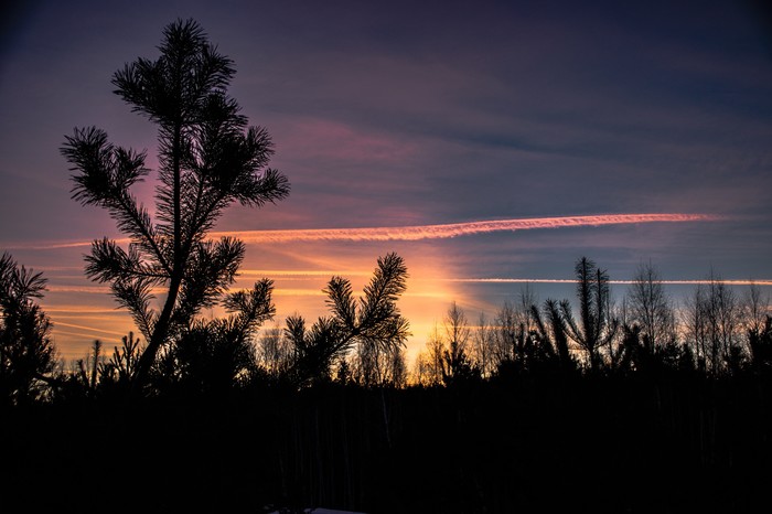 Christmas trees - My, Landscape, Sky, Sunset, Christmas trees, The photo, Beginning photographer