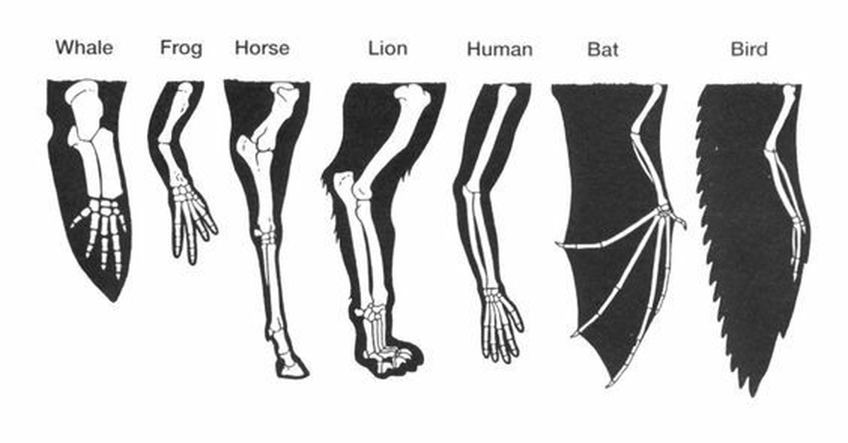 Появление в процессе эволюции пятипалых конечностей. Дивергенция конечностей млекопитающих. Эволюция конечностей позвоночных. Эволюция передних конечностей. Строение пятипалой конечности.