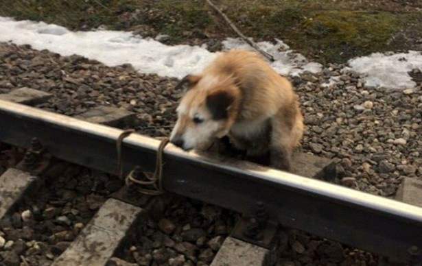 The owner of the dog tied to the rails said that Seryoga has outlived his life - Dog, Negative