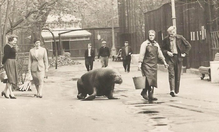 Московский зоопарк. 1950-е годы. - СССР, История, Старое фото, Зоопарк, Московский зоопарк, Москва