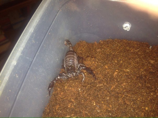 Чем кормят скорпионов домашних