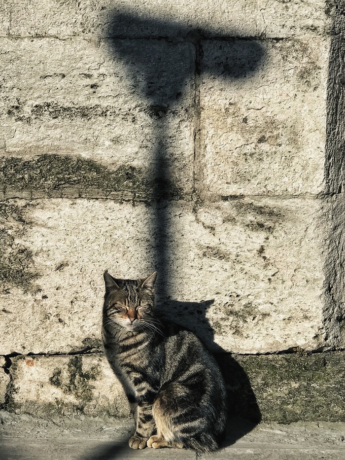 Cat portrait №25 - My, cat, Portrait, Pets