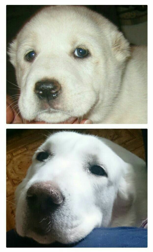 White bear - alabai - My, Alabai, Dog, Friend of human, Pets