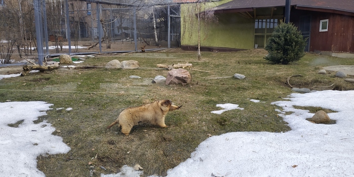 Marmot who threw Ziga - My, Marmot, Zoo, Russia, Moscow, Animals, Ziga, The photo, Joke