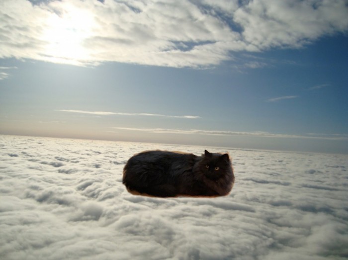 Axis steeper vzhuha) - Clouds, Milota, Sky, , cat, Pets, Photoshop