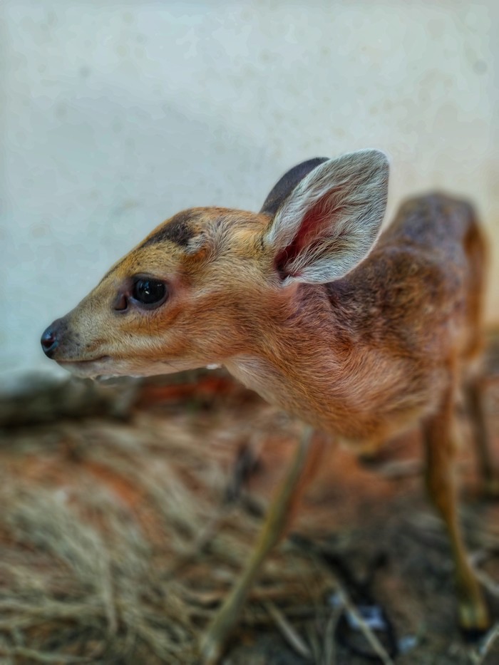 Found a deer in the jungle - My, Vietnam, Mui Ne, Deer, Fawn, Help, Charity, Longpost, Deer