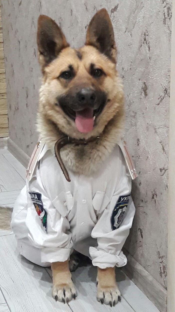 Lieutenant Woof - Pets, Dog, German Shepherd, Lieutenant