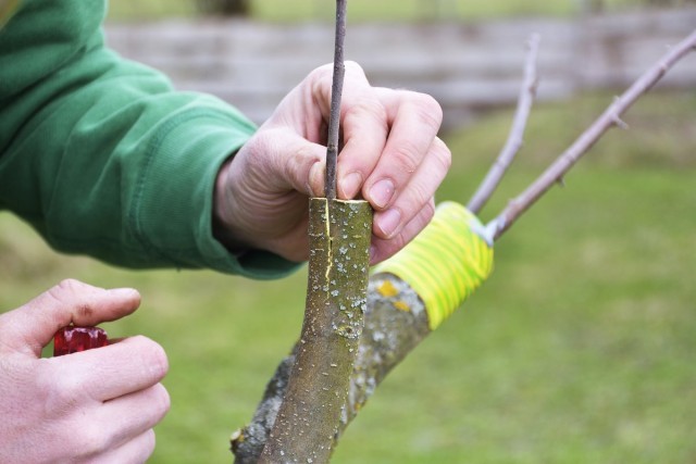 Tree garden. - Gardening, Botany, Longpost, Selection, Tree, Orchard