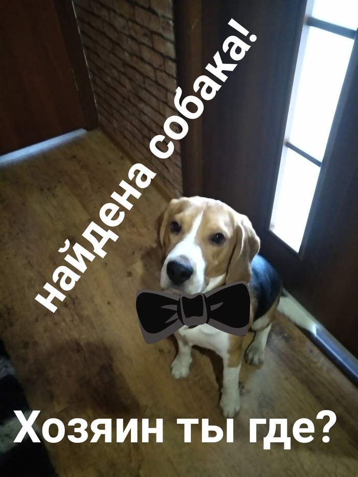 Beagle dog found - My, No rating, Help, Beagle, Lost, Dog, Helping animals