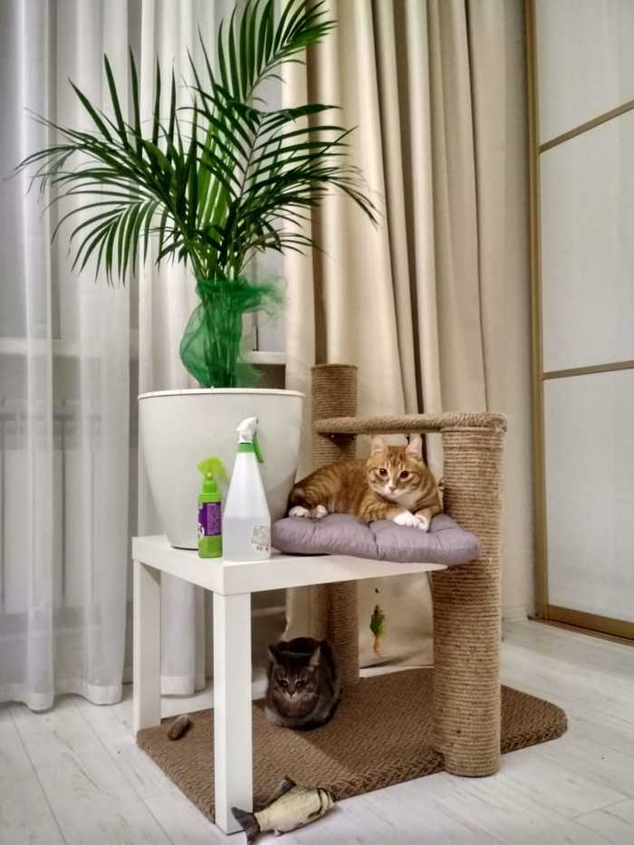 Scratching post: made with love - My, Longpost, cat, Scratching post, With your own hands, cat house, Pet, , Pets, Pet house