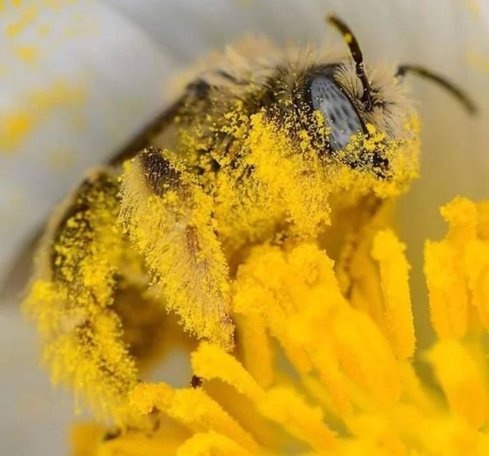 Весна пришла, а с ней и порошок