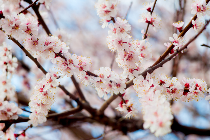 apricot blossom - My, The photo, Flowers, Apricot, Spring, Longpost