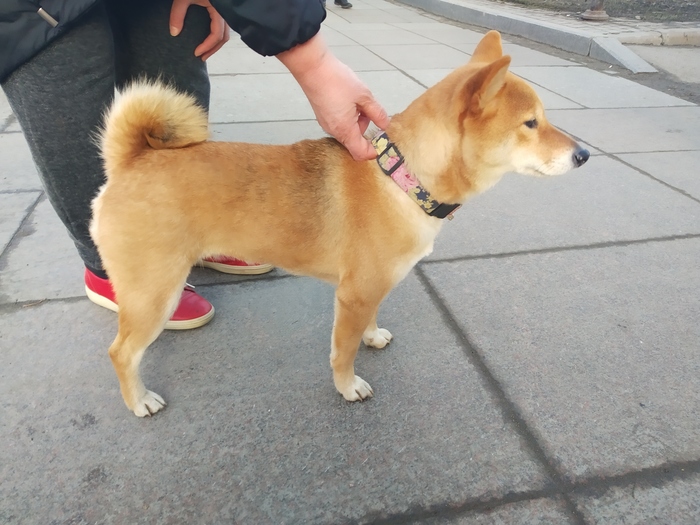 Atension! Found a dog - No rating, Dog, Saint Petersburg, Found a dog, Pets