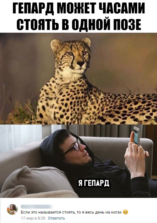 cheetah pose - Picture with text, Comments, In contact with, Screenshot