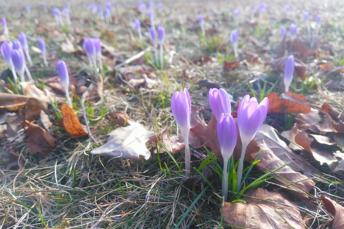 Primroses - My, Spring, Crocus, Primroses, Nature, Peterhof, The photo