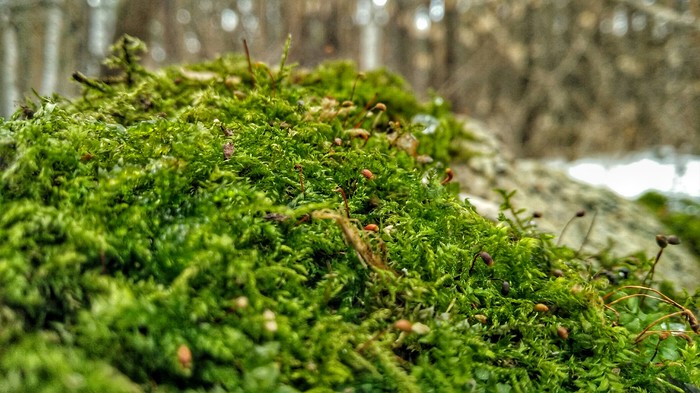 Macro - My, Moss, Macro photography, Mobile photography, Spring